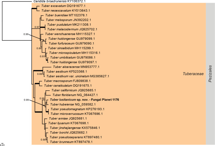 
Overview
Pezizomycetes
phylogeny
