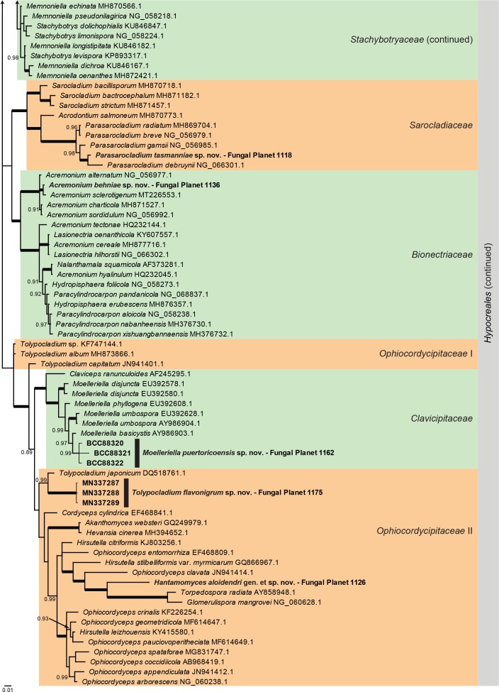 
Overview
Sordariomycetes
(
Hypocreales
) phylogeny – part 1
