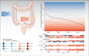 Figure 5. Graphical abstract summarizing main survival trends comparing LCC with RCC (reference). Top right, the overall eHRs changing over time, including yearly estimates (bullets) and a locally weighted scatterplot smoothing trend line with 95% CIs. Bottom right, estimated eHR changing over time within different subgroups, including heatmaps stratified for stage, morphology, age, and sex. NA, not available; AC, adenocarcinomas. Medical art in the top left panel was adapted from Servier Medical Art by Servier, licensed under a Creative Commons Attribution 3.0 Unported License.