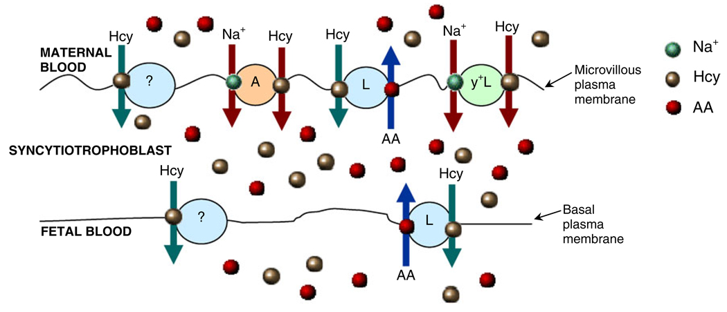 Fig. 3