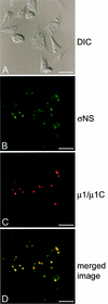 FIG.3.