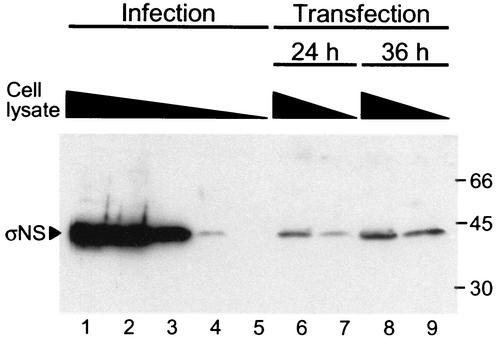 FIG. 8.