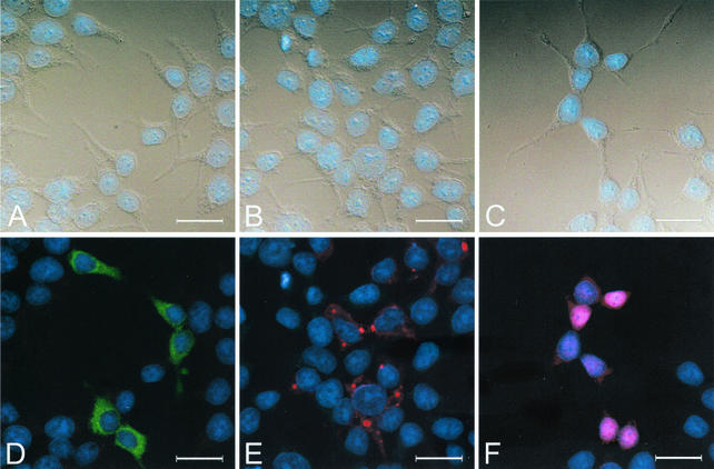 FIG. 6.