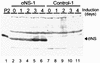 FIG. 1.