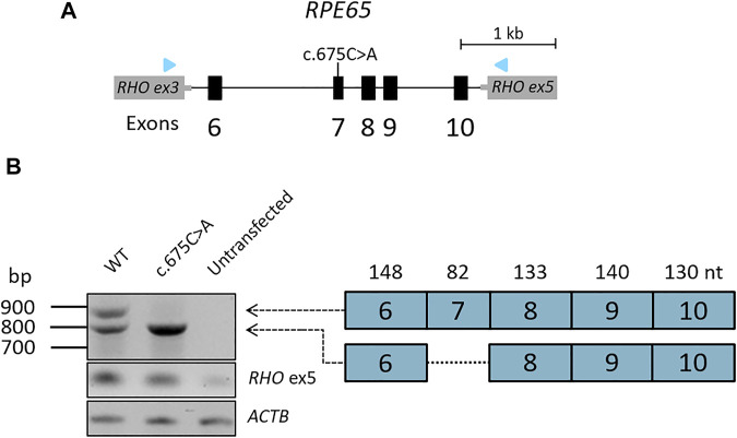 FIGURE 4