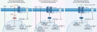 Graphical Abstract
