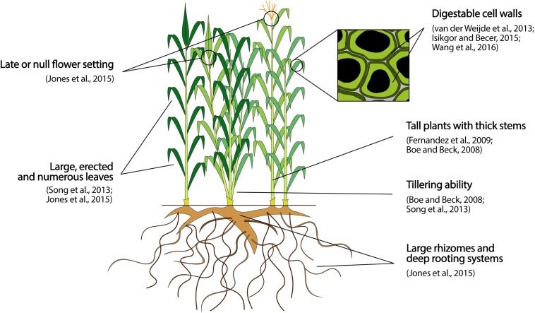 FIGURE 1