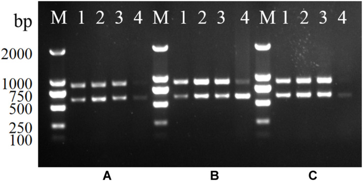 FIGURE 2