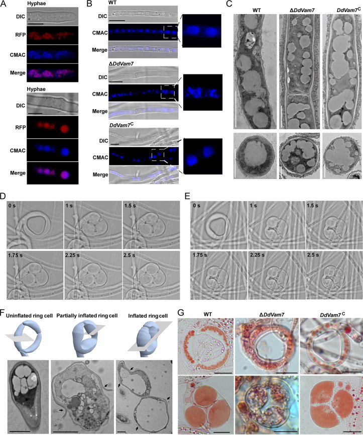 FIG 4