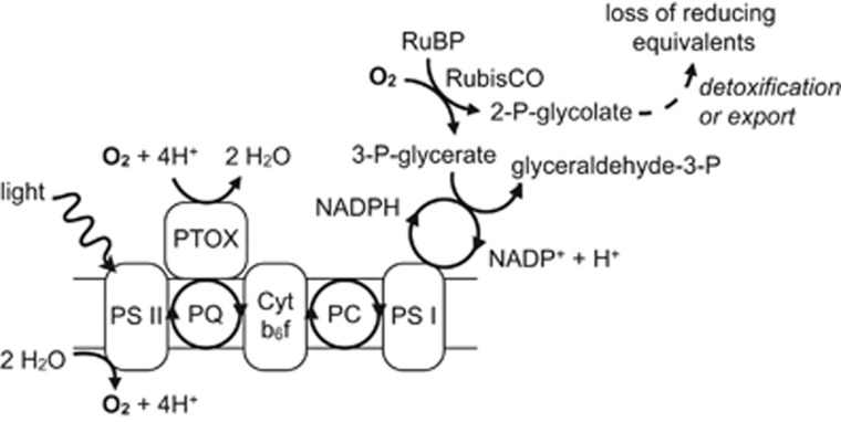 Figure 7