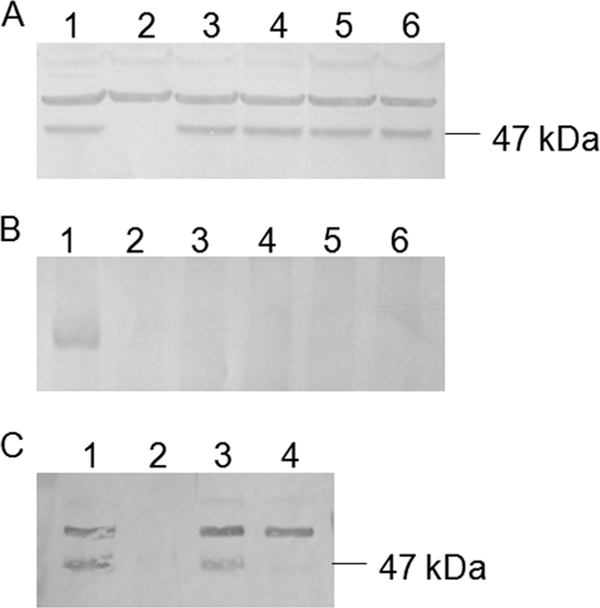 FIG. 8.