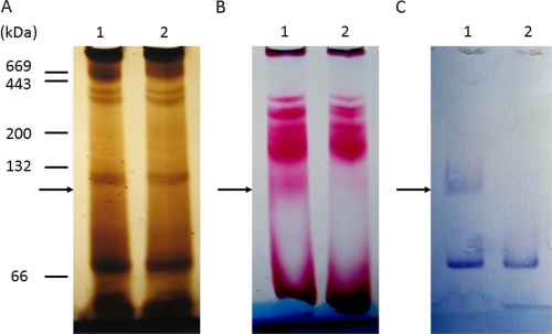 FIG. 7.