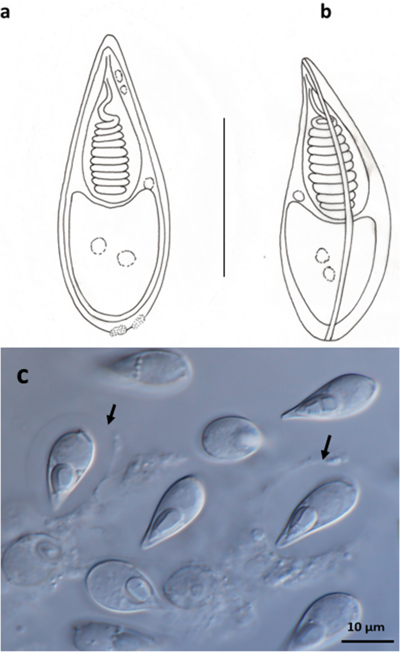 Fig. 2