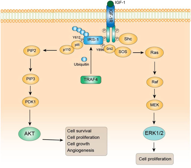 Figure 6