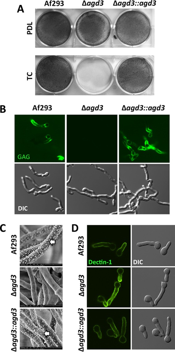 FIG 4 