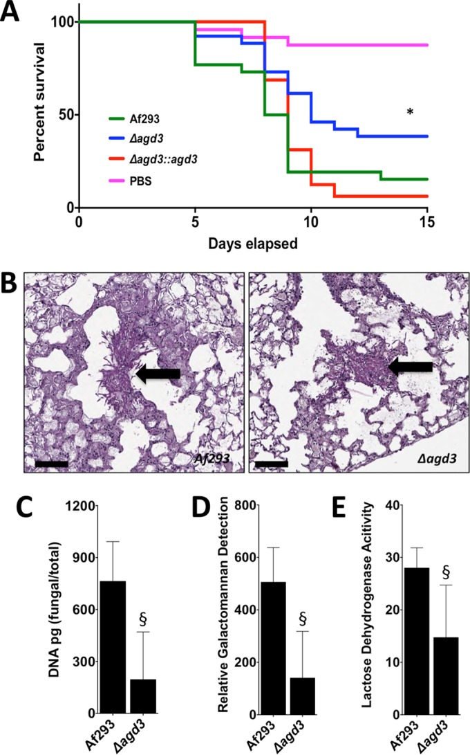 FIG 6 