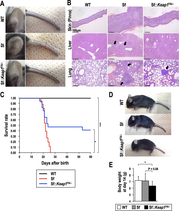 FIG 2