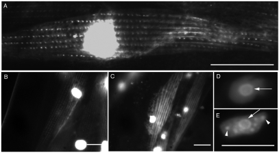 Fig. 5.