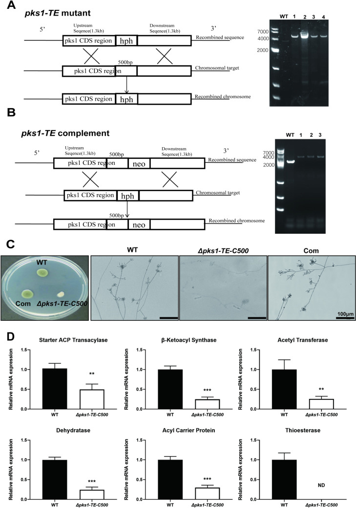 Fig 1