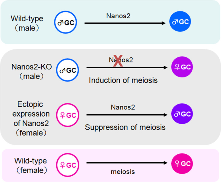 Fig. 2