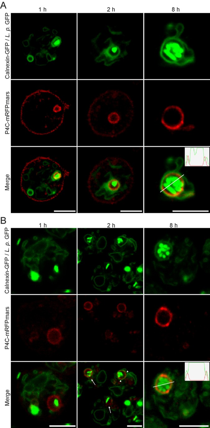 FIG 6 