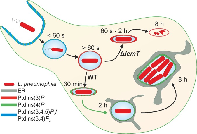 FIG 7 