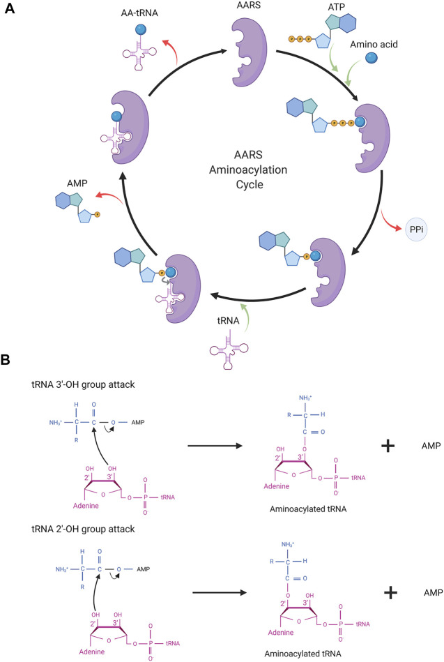 FIGURE 2