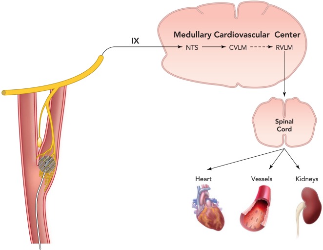 FIGURE 1.