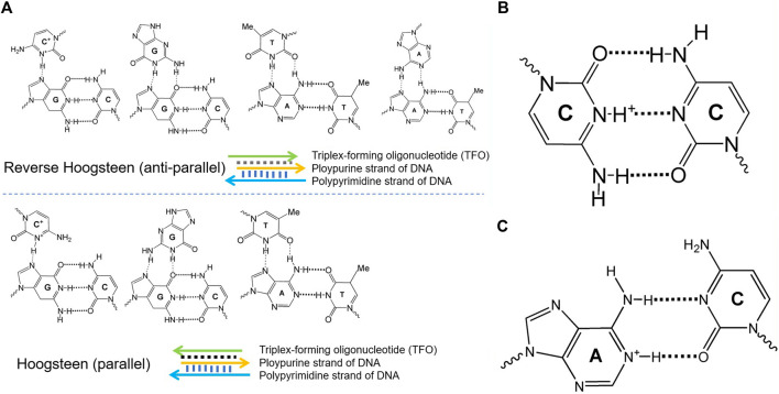 FIGURE 1