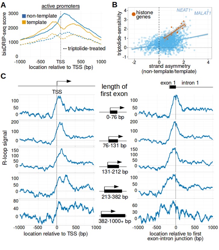 Figure 5—figure supplement 3.