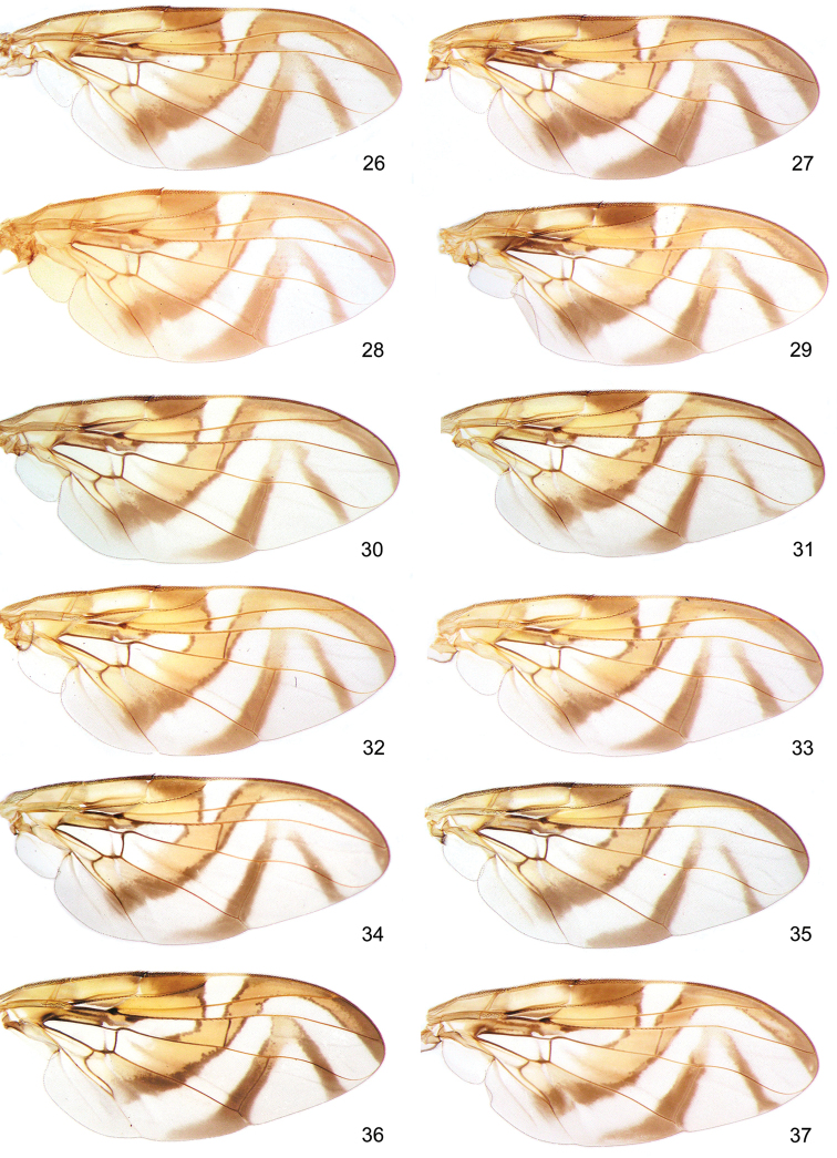 Figures 26–37.