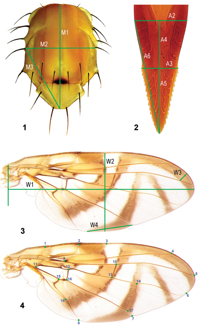 Figures 1–4.