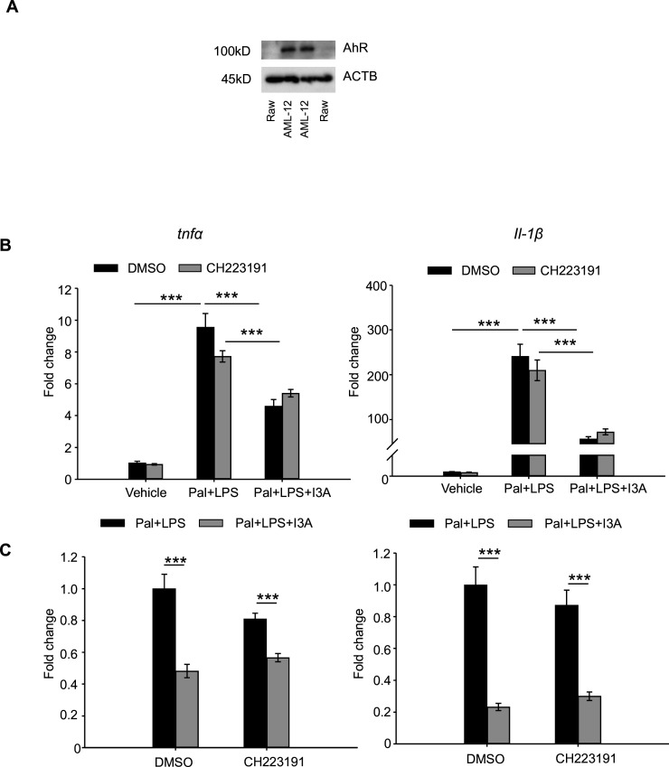 Figure 6—figure supplement 1.