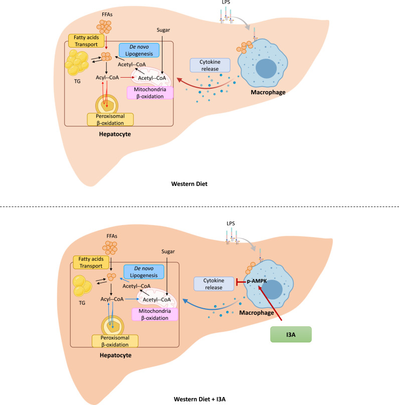 Figure 6—figure supplement 3.