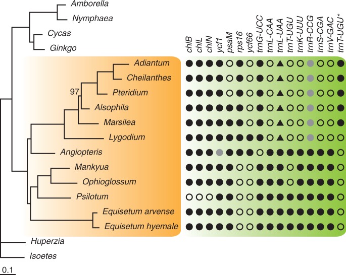 Fig. 1.—