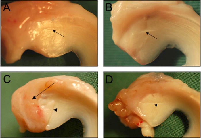 Figure 5.