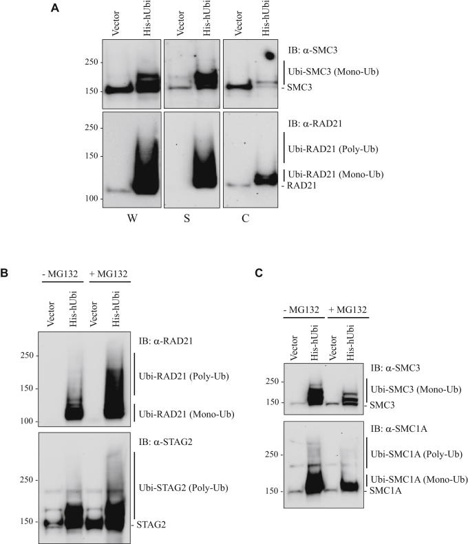 Figure 6