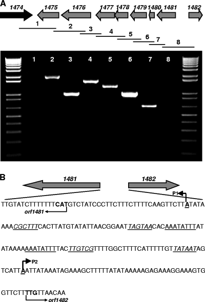 FIG. 2.