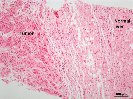 Figure 3c: