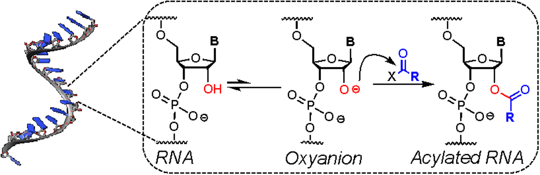 Fig 1.