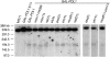 F<sc>igure</sc> 4.—