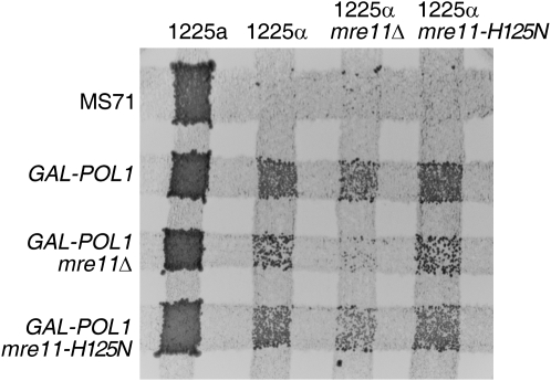 Figure 3.—