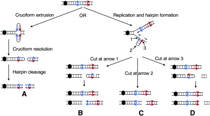 Figure 1.—