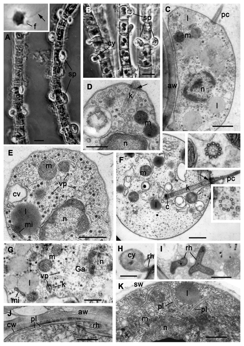 Fig. 8