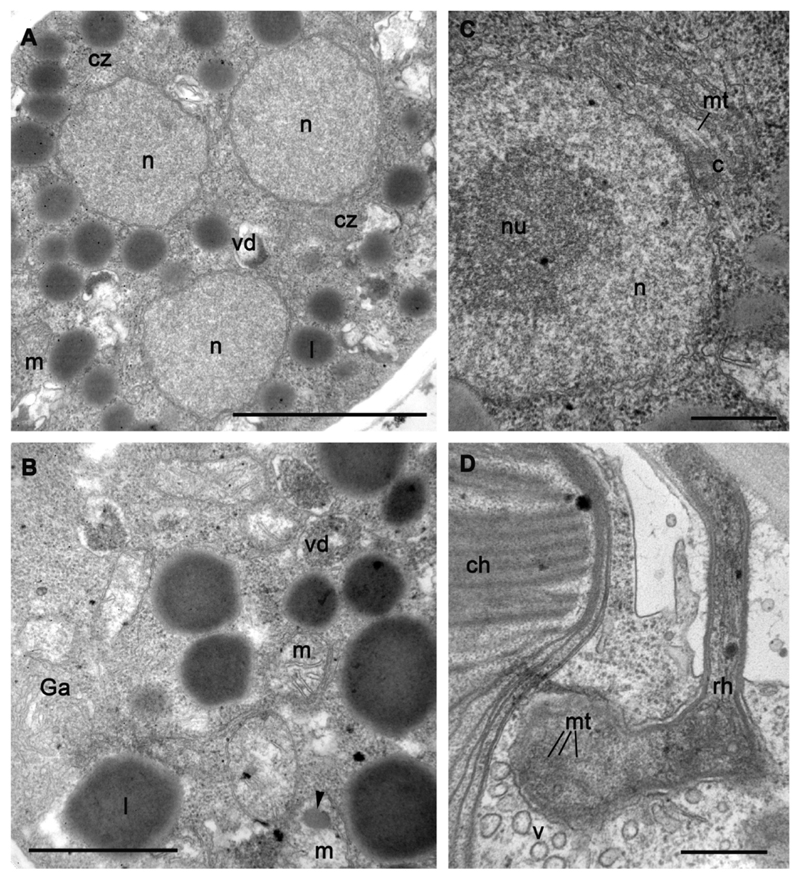 Fig. 6