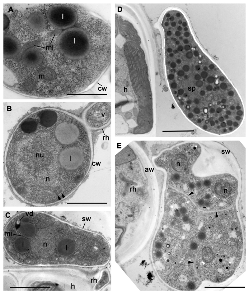 Fig. 5