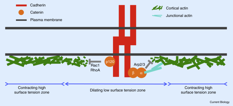Figure 2