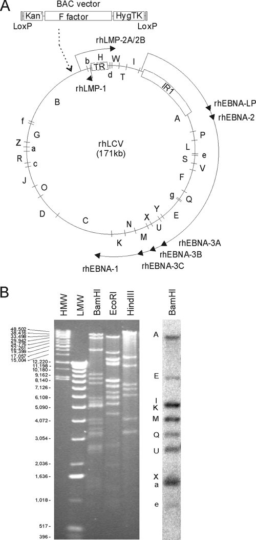 FIG. 1.