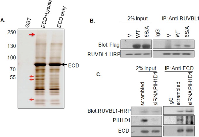 FIG 5