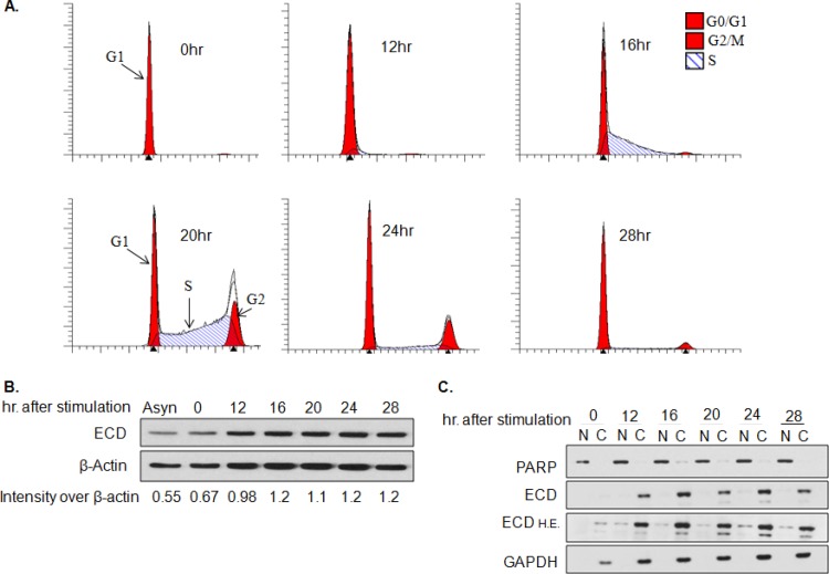 FIG 1